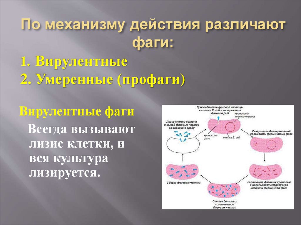 По механизму действия различают фаги: