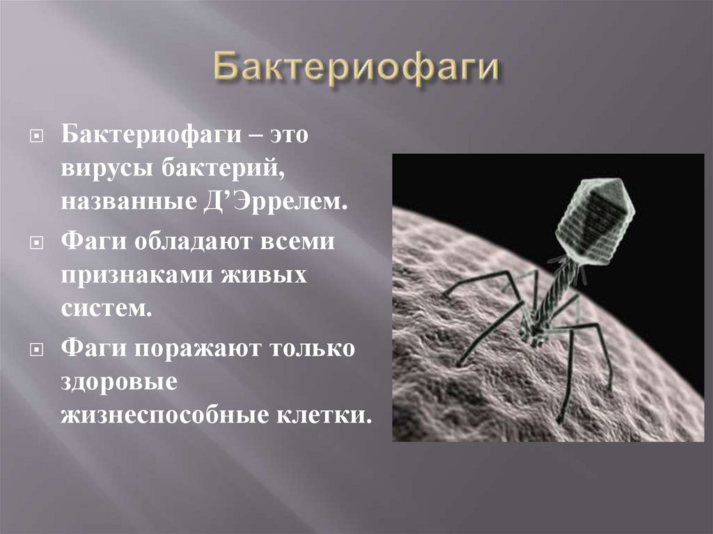 Наследственный аппарат бактериофага. Вирусы бактерий бактериофаги. Бактериофаг м200. Ф Д Эррель бактериофаг. Бактериофаг симптомы.