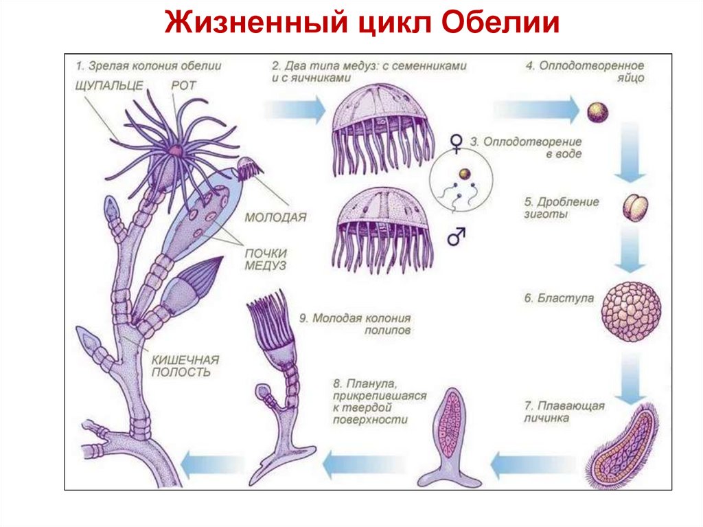 Чем различается образ жизни полипа и медузы