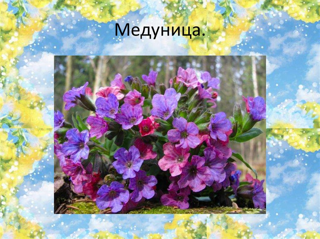 Медуница.
