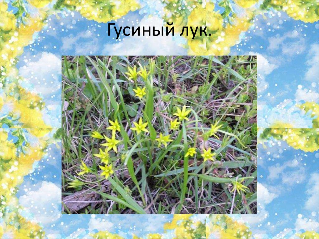 Гусиный лук.