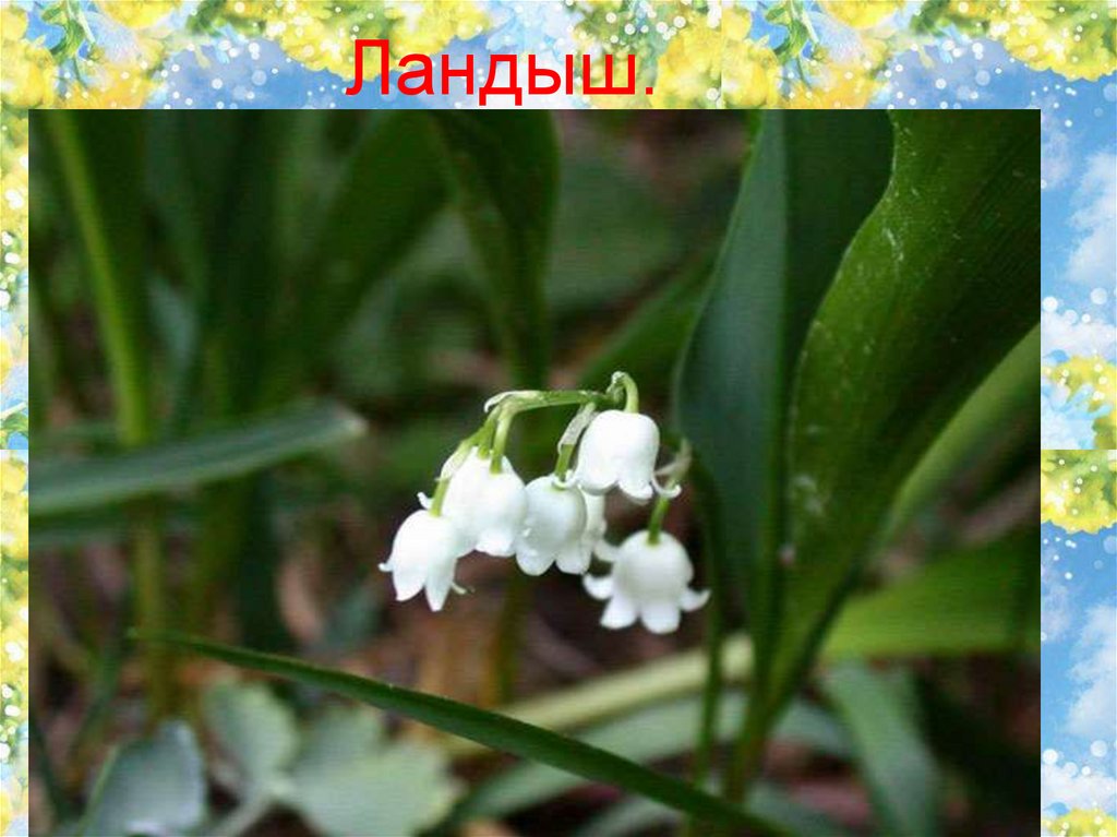 Ландыш.