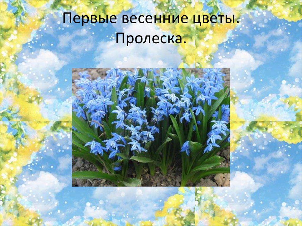 Первые весенние цветы. Пролеска.