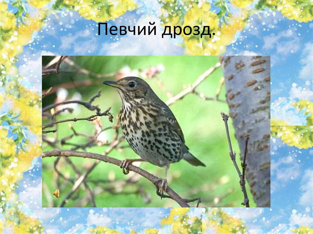 Певчий дрозд.