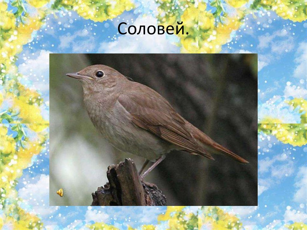 Соловей.