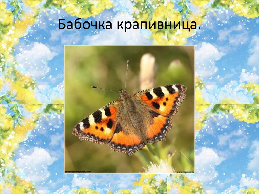 Бабочка крапивница.