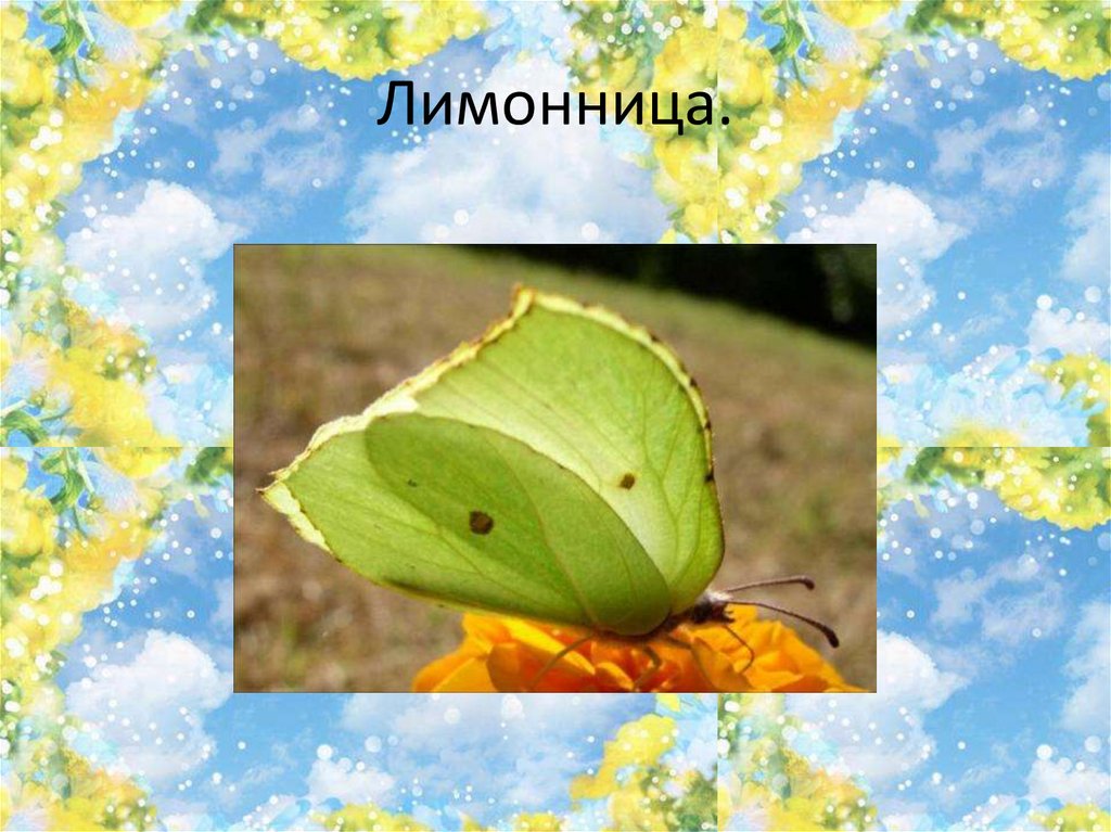 Лимонница.