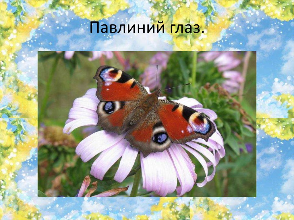 Павлиний глаз.