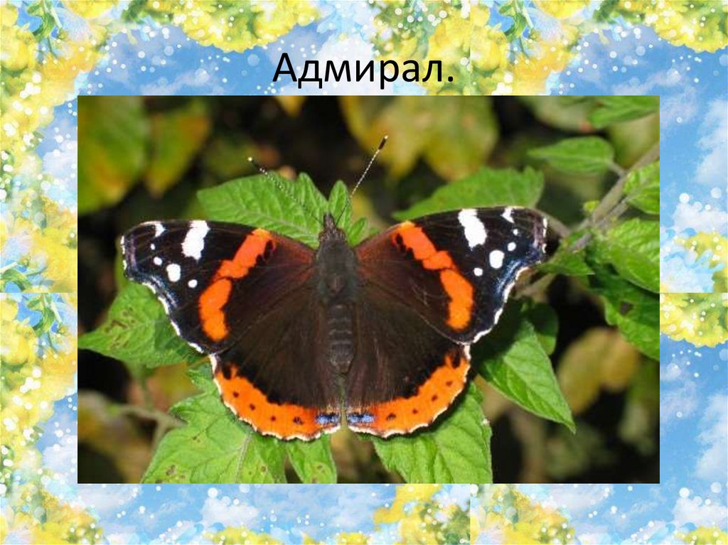 Адмирал.