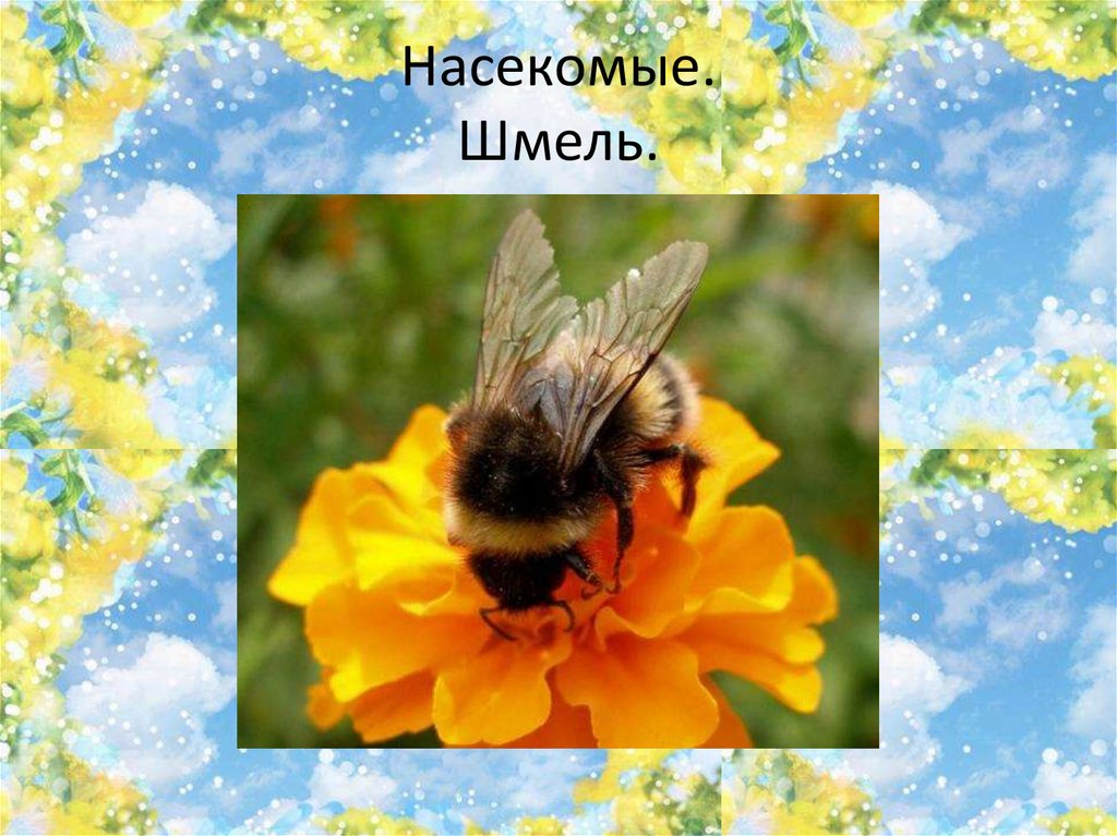 Насекомые. Шмель.