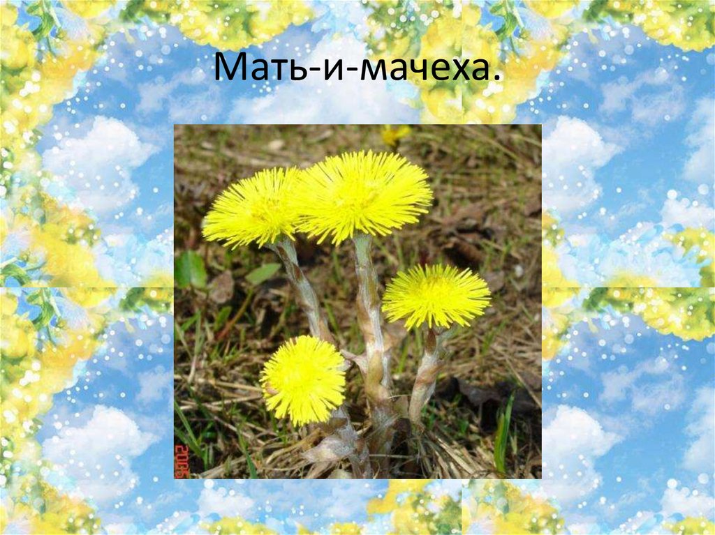 Мать-и-мачеха.