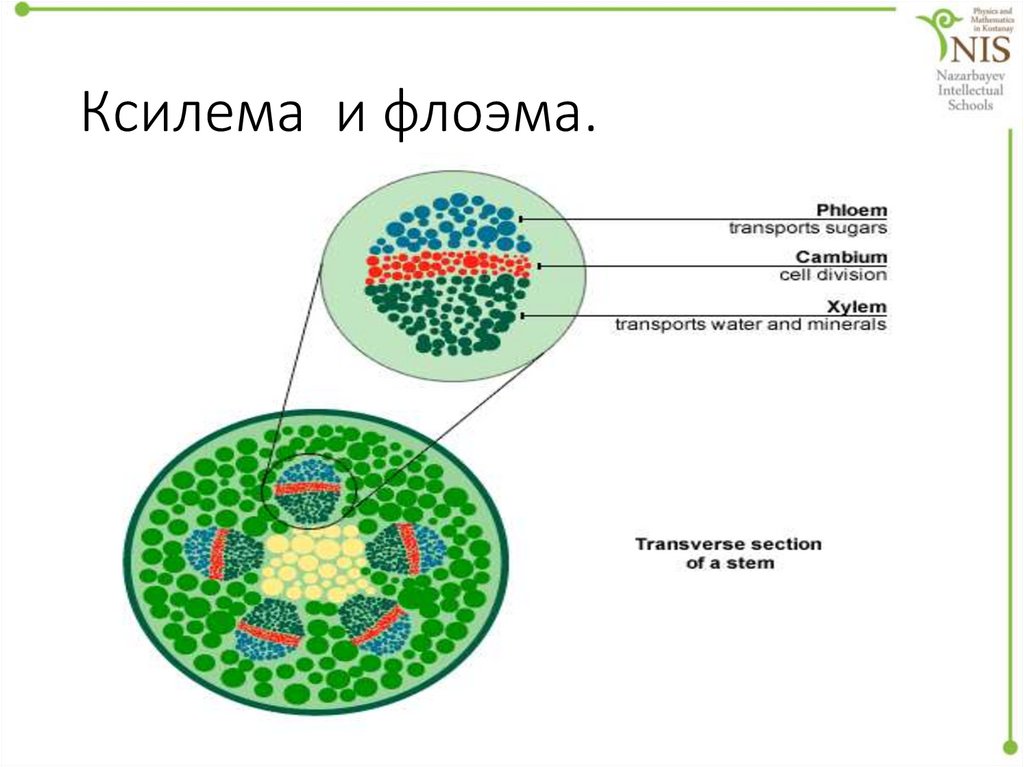 Ксилема и флоэма различия. Строение ксилемы. Флоэмы банана. Флоэма от выпадения волос.