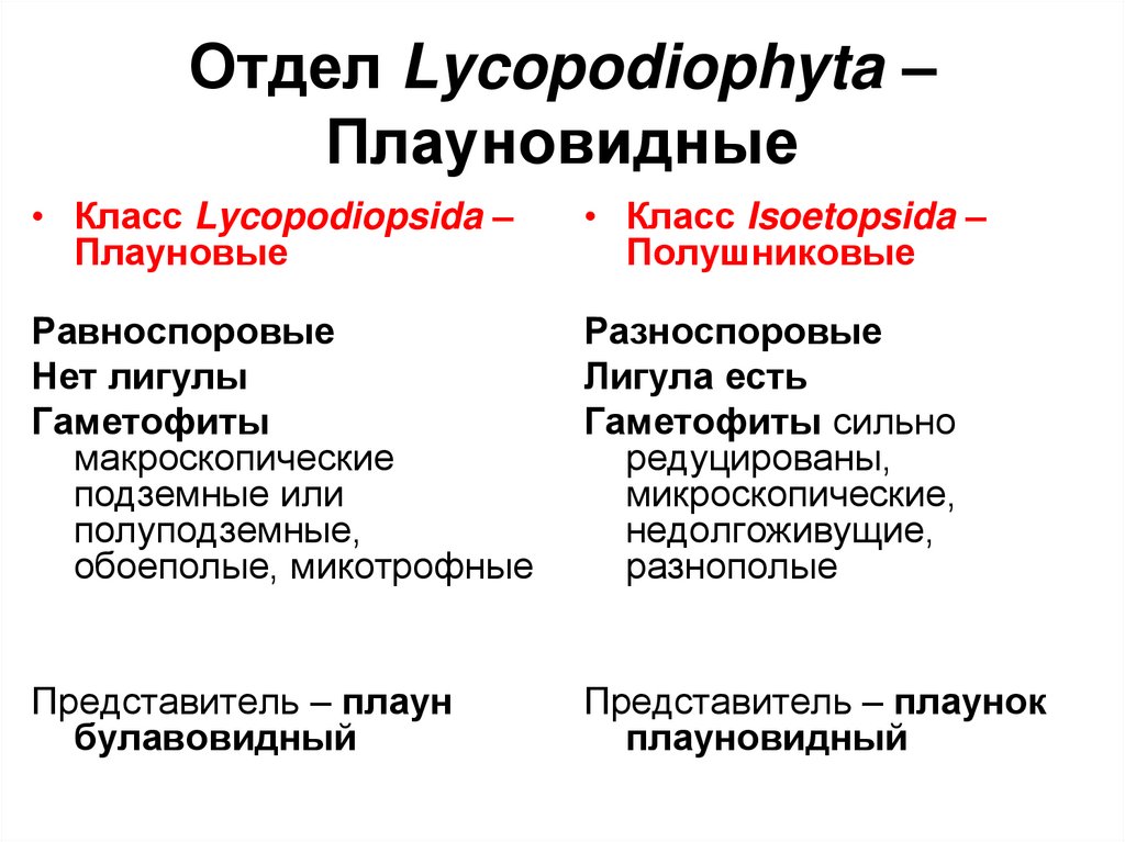 Отдел плауновидные 7 класс