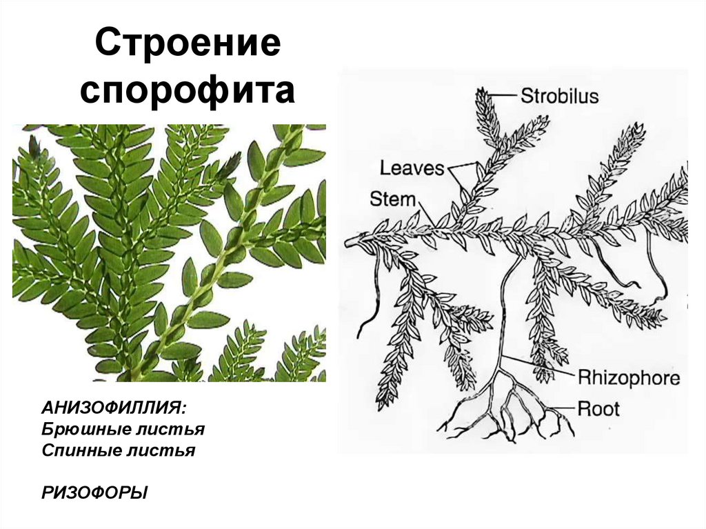 Что является спорофитом у водорослей