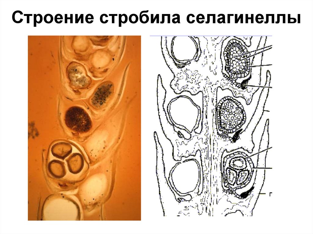 Женская стробила