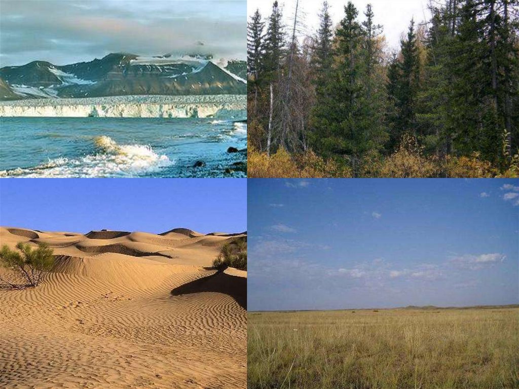 Выберите самую холодную природную зону. Фотографии природных зон. Различные природные зоны. Природные зоны картинки. Природа в разных природных зонах.