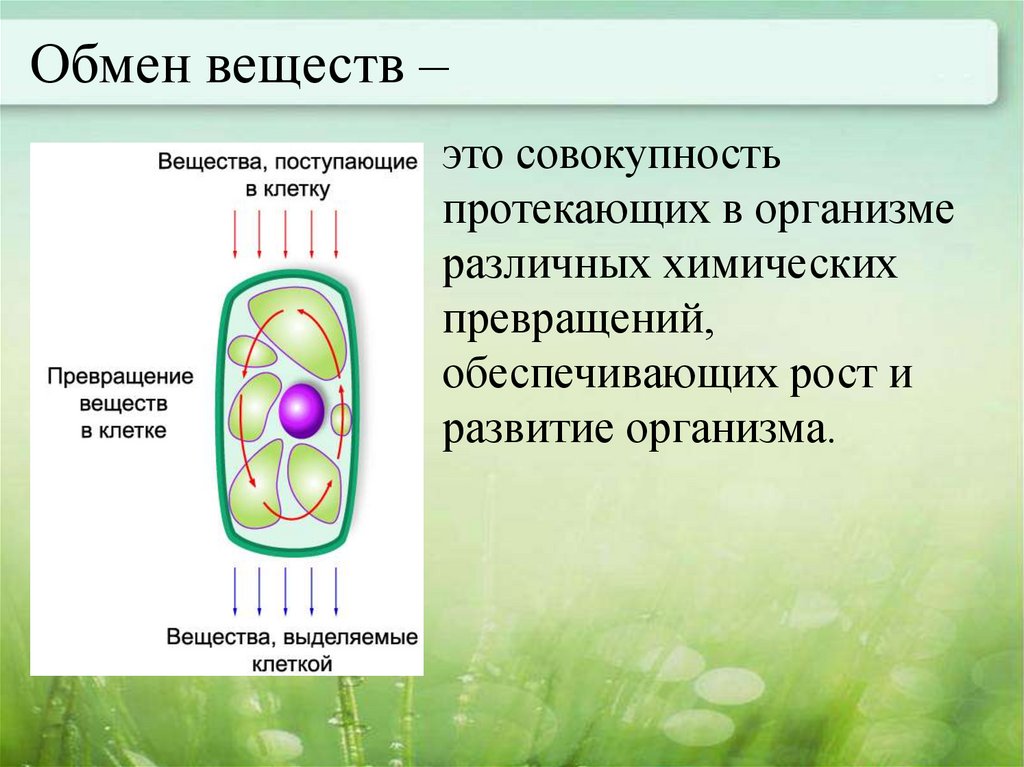 Растительная клетка обмен веществ. Процесс обмена веществ биология 6 класс. Обмен веществ у растений. Обмен вещест у расткрмей. Дыхание и обмен веществ у растений.