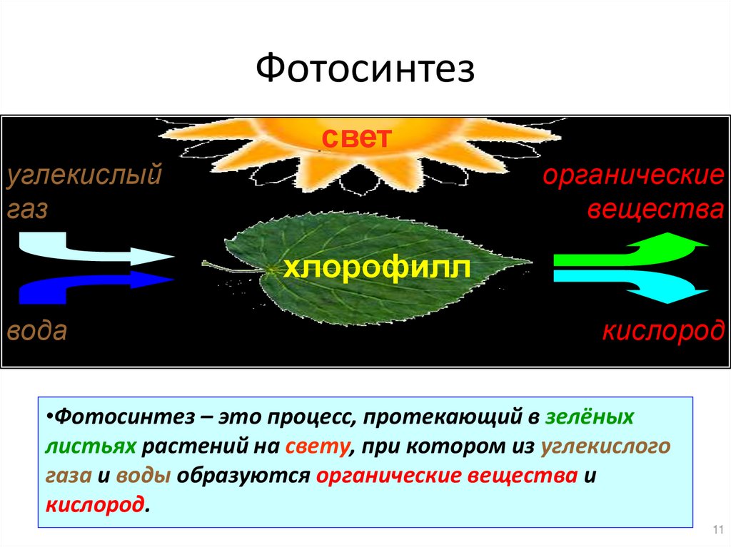 Фотосинтез относится к процессам