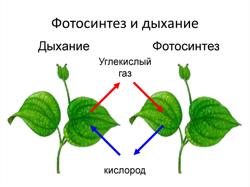 Какой орган растения выполняет функцию фотосинтеза