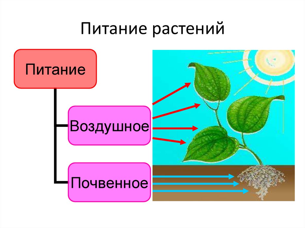 Минеральное питание растений тест по биологии 6