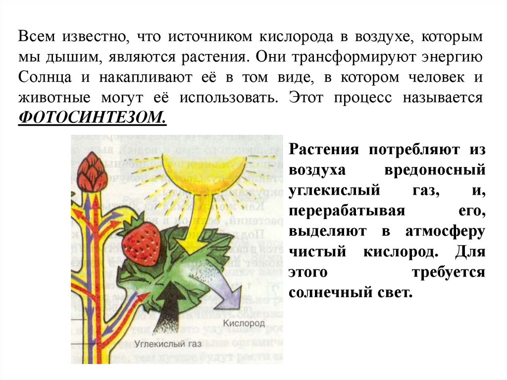 При питании растение выделяет