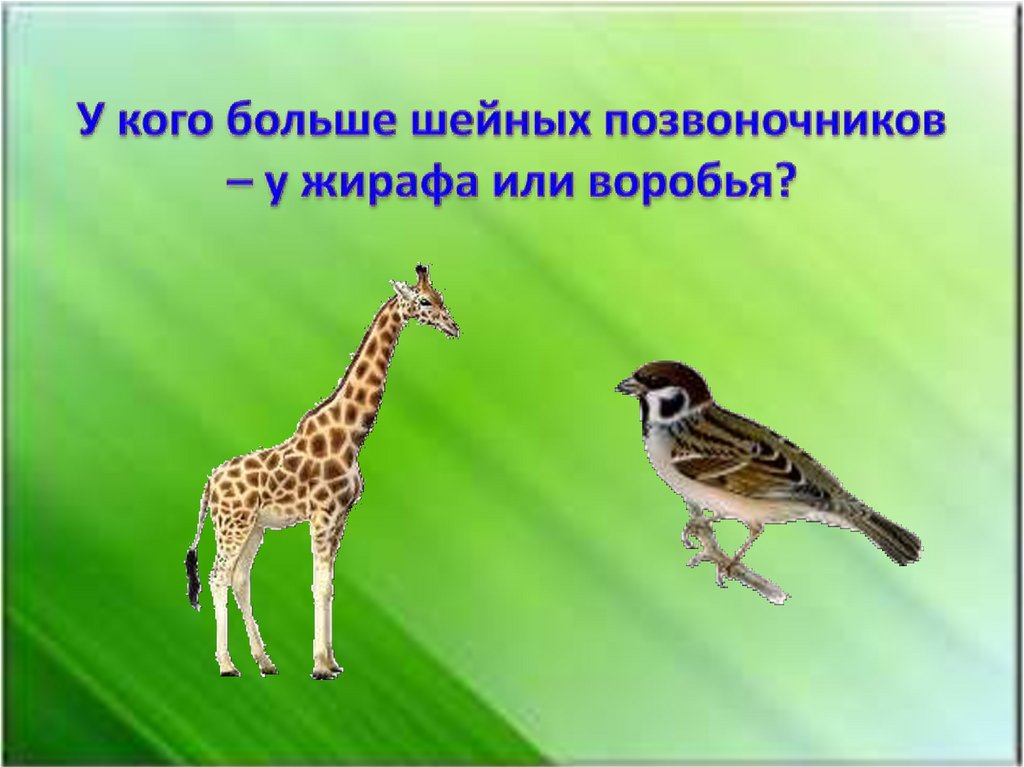 У кого больше шейных позвоночников – у жирафа или воробья?