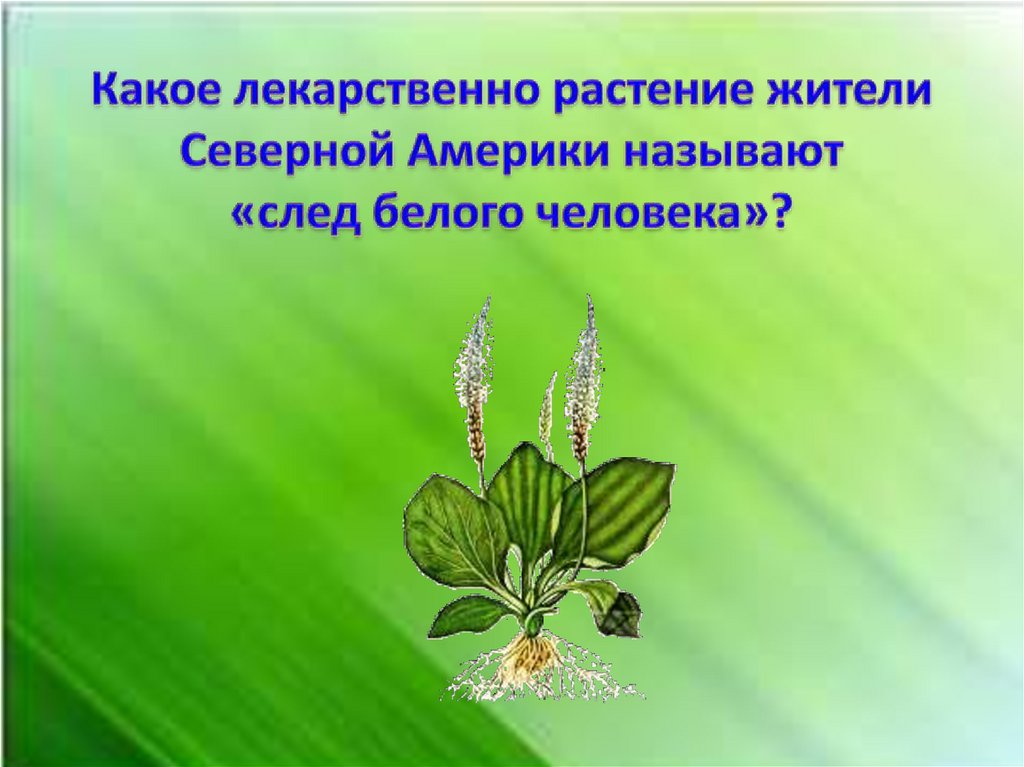 Какое лекарственно растение жители Северной Америки называют «след белого человека»?