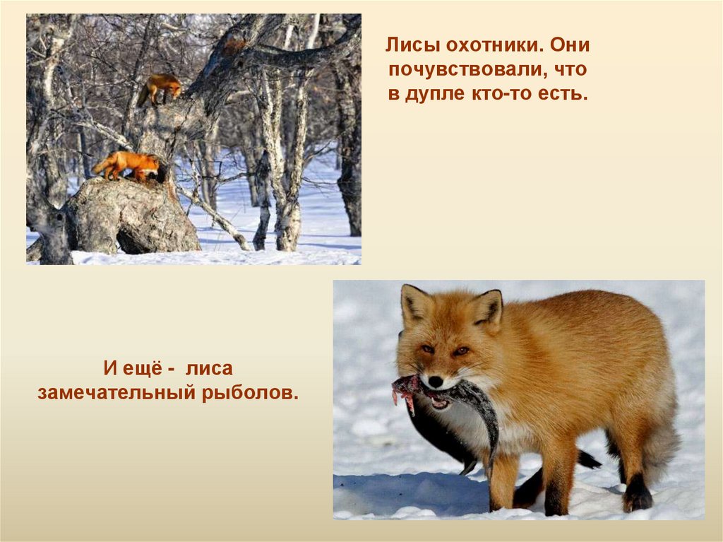 Доклад про лисов. Лиса готовится к зиме. Лиса для презентации. Описание лисы. Презентация о лисах.