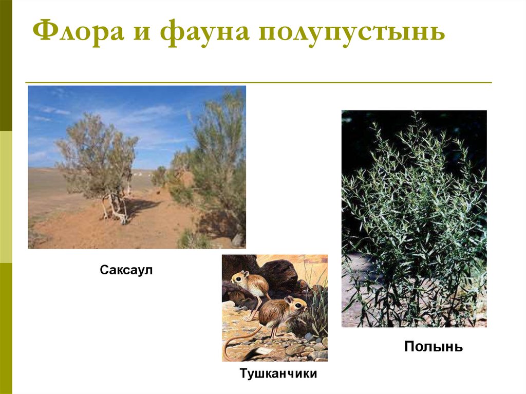 Природно хозяйственные зоны россии полупустыни. Растения пустыни и полупустыни в России.