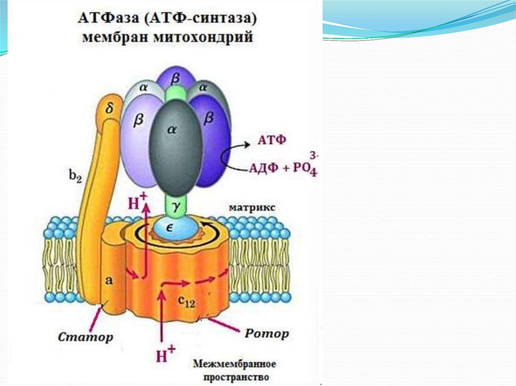 Фермент атф синтаза. Протон зависимая АТФ синтаза. Строение АТФ синтазы биохимия. Механизм АТФ синтазы. Ротор АТФ синтазы.