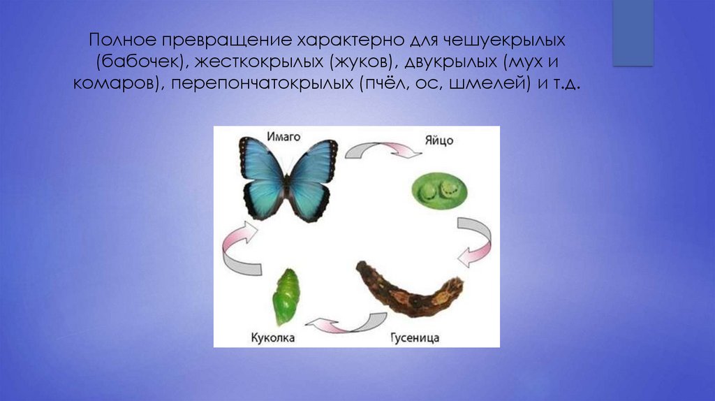 Какой тип развития характерен для бабочек. Полное превращение. Полное превращение ц кого. Развитие перепончатокрылых происходит с метаморфозом. Непрямое развитие.