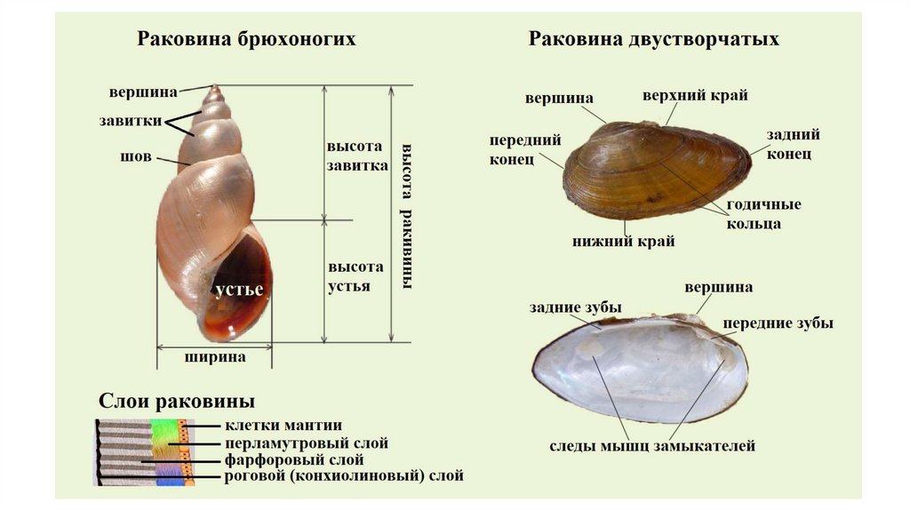 Лабораторная работа внешнее строение моллюска. Строение раковины брюхоногих моллюсков. Строение раковины брюхоногих моллюсков слои. Внутреннее строение раковины моллюсков. Строение раковины двустворчатых.