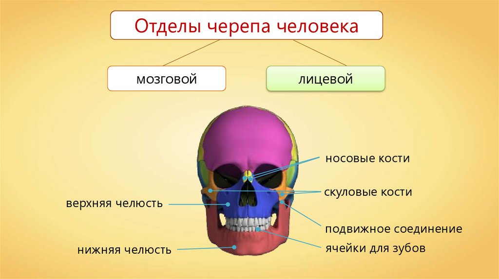 Головной отдел скелета. Отделы скелета человека череп. Строение черепа человека мозговой и лицевой отделы. Скелет головы кости мозгового и лицевого черепа. Скелет черепа человека лицевой отдел.