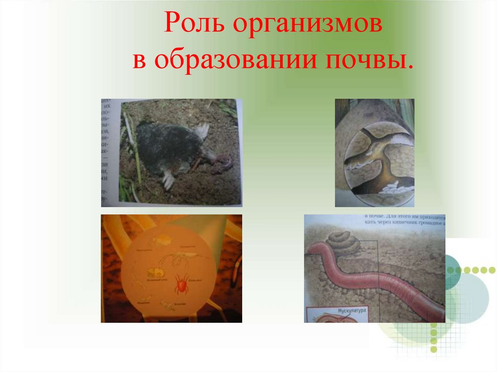 Роль организмов в образовании почвы.