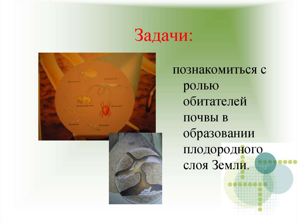 роль живых организмов в образовании почвы