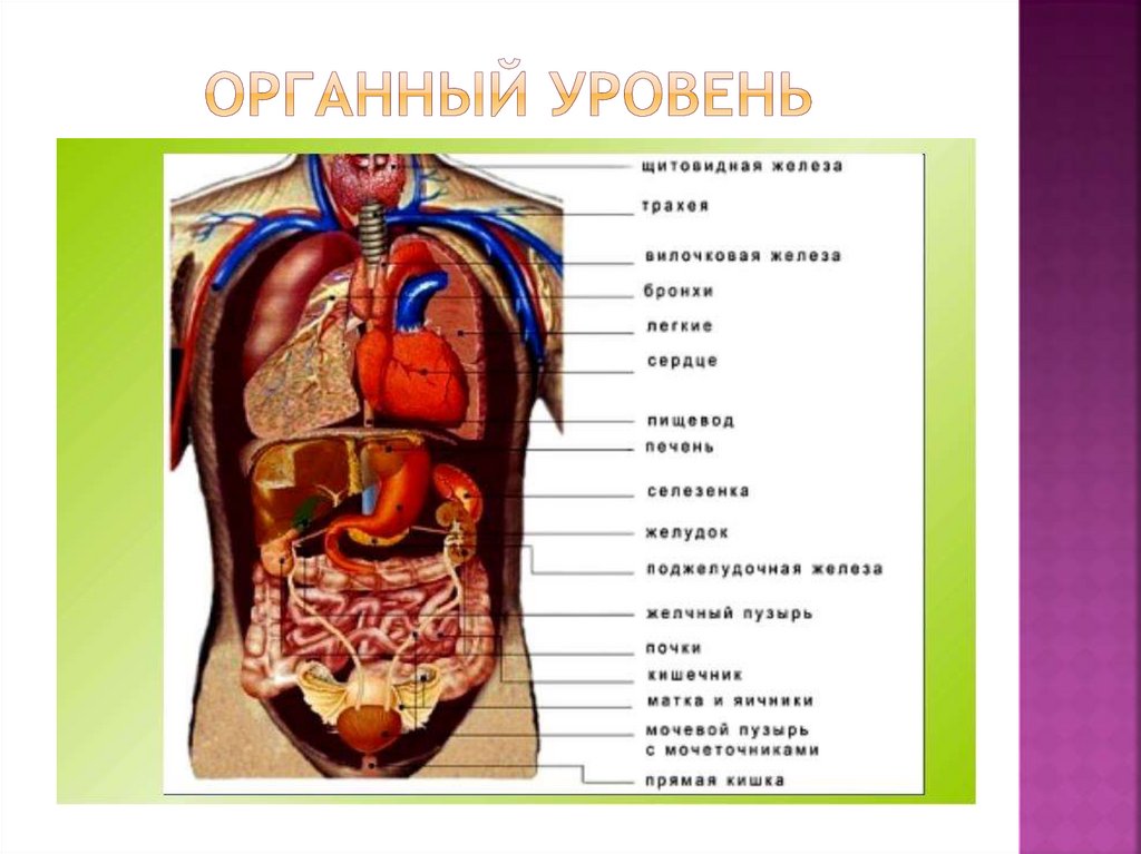 Строение тела органы. Строение человека. Внутренние органы человека. Расположение органов у человека.