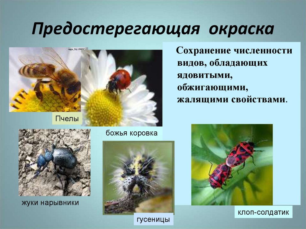 Пчела предупреждающая окраска. Животные с предостерегающей окраской. Примеры предостерегающей окраски у животных. Предупреждающая окраска. Предостерегающая окраска это в биологии.