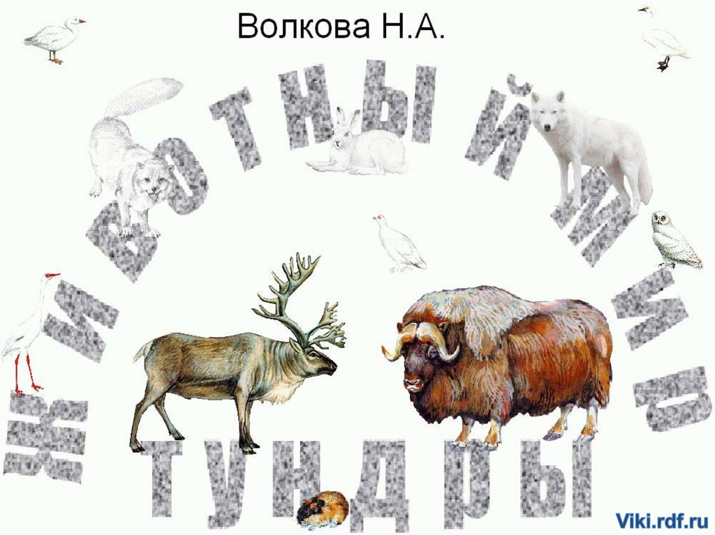 Животный мир Тундры - презентация онлайн