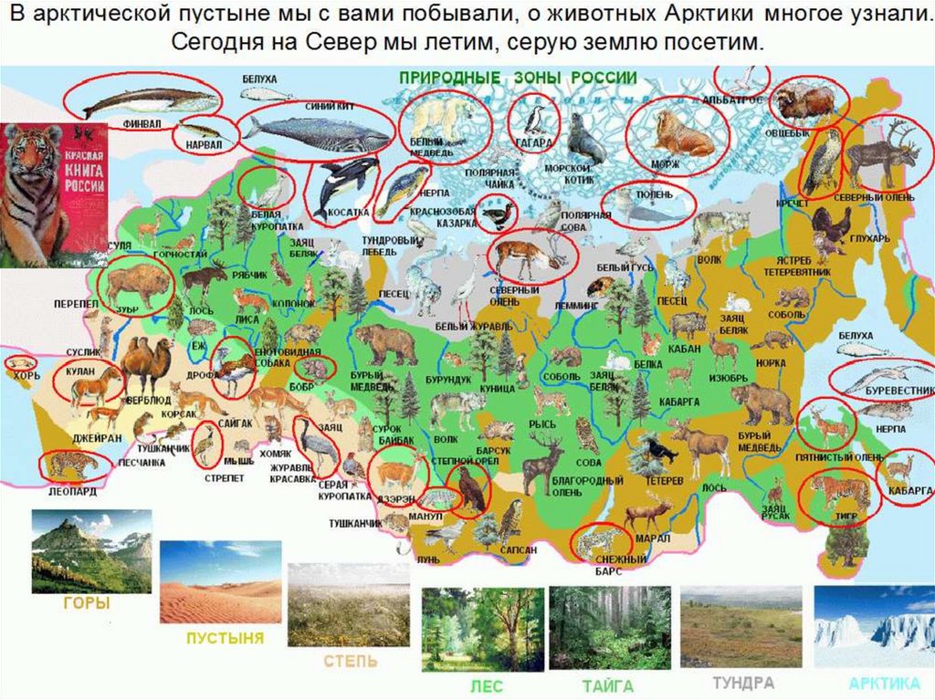 Природные зоны республики татарстан презентация