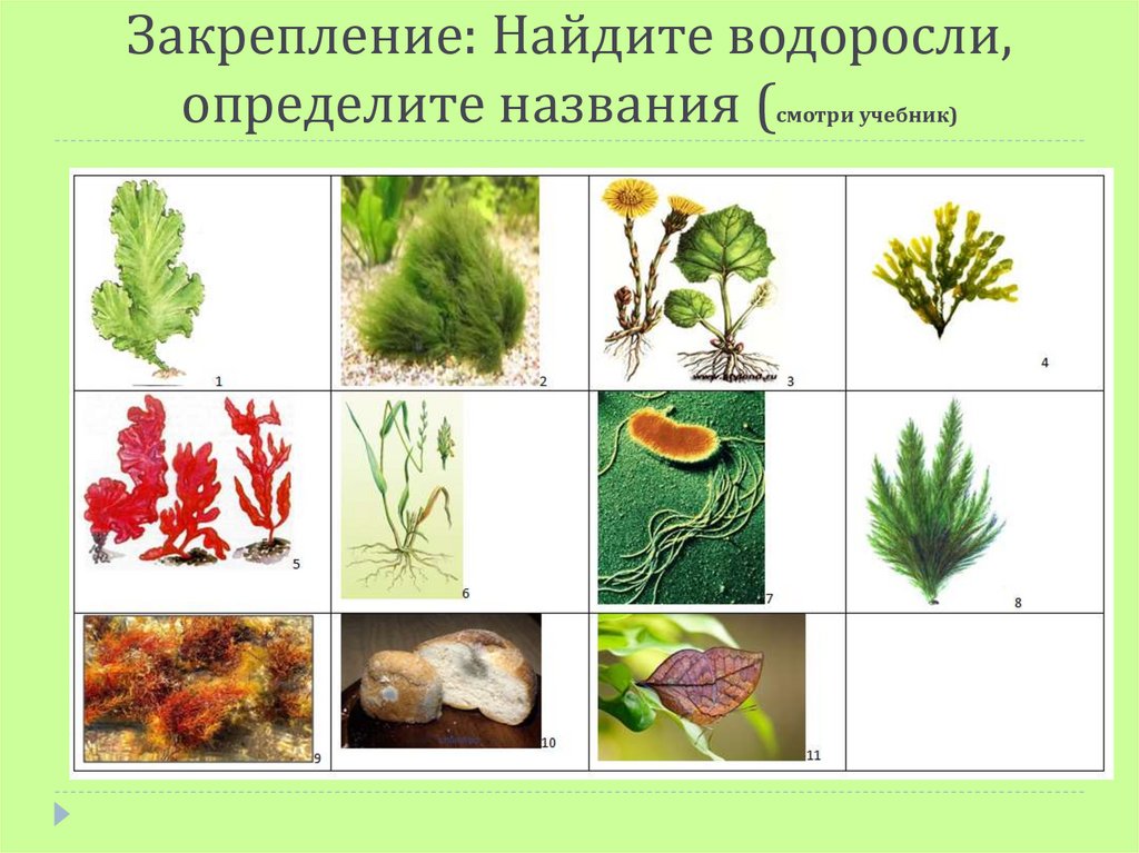Контрольная водоросли. Многообразие водорослей. Водоросли какие растения. Биология водоросли тема. Урок водоросли.