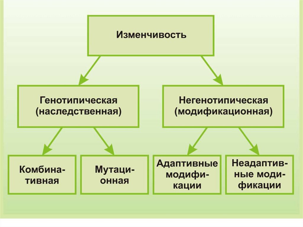 Причины наследственной изменчивости