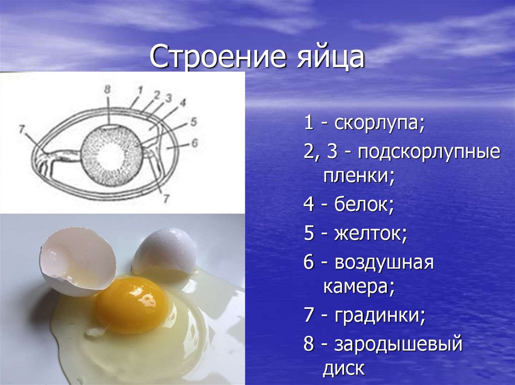 Опишите строение яйца птиц и функции
