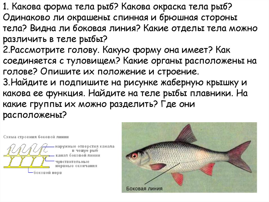 Функции отделов рыб