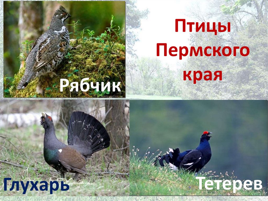 Лесные Птицы Пермского Края Фото