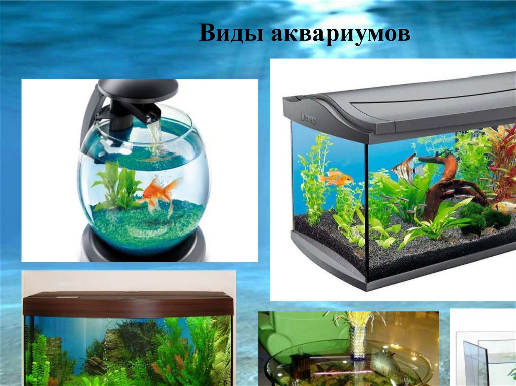 Определите какие организмы живут в аквариуме лабораторная. Видовой аквариум. Формы аквариумов. Разновидности аквариумов. Разные аквариумы.
