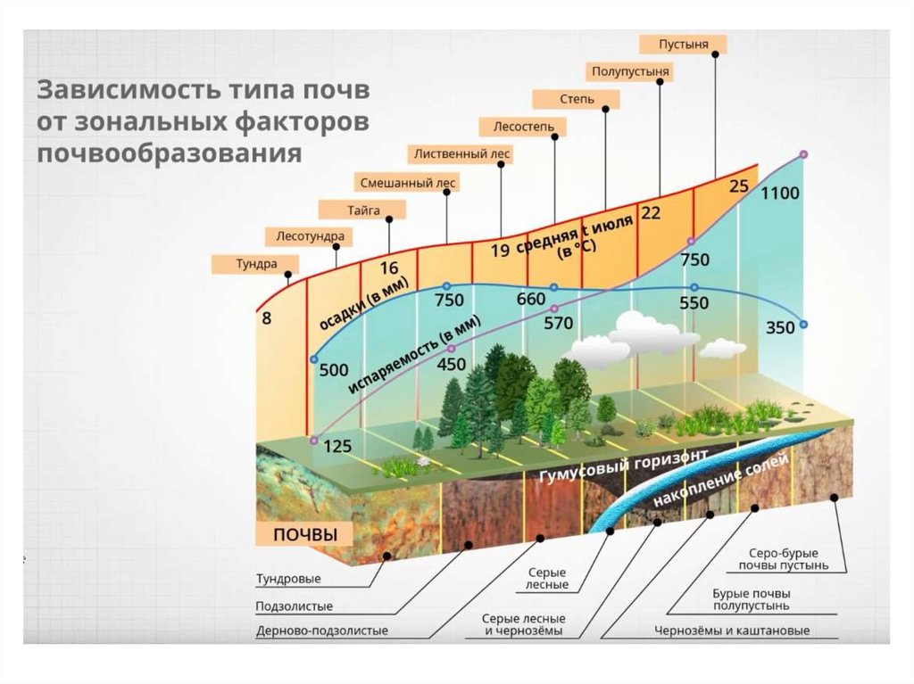 Зональным типом почв. Зональным типом почв