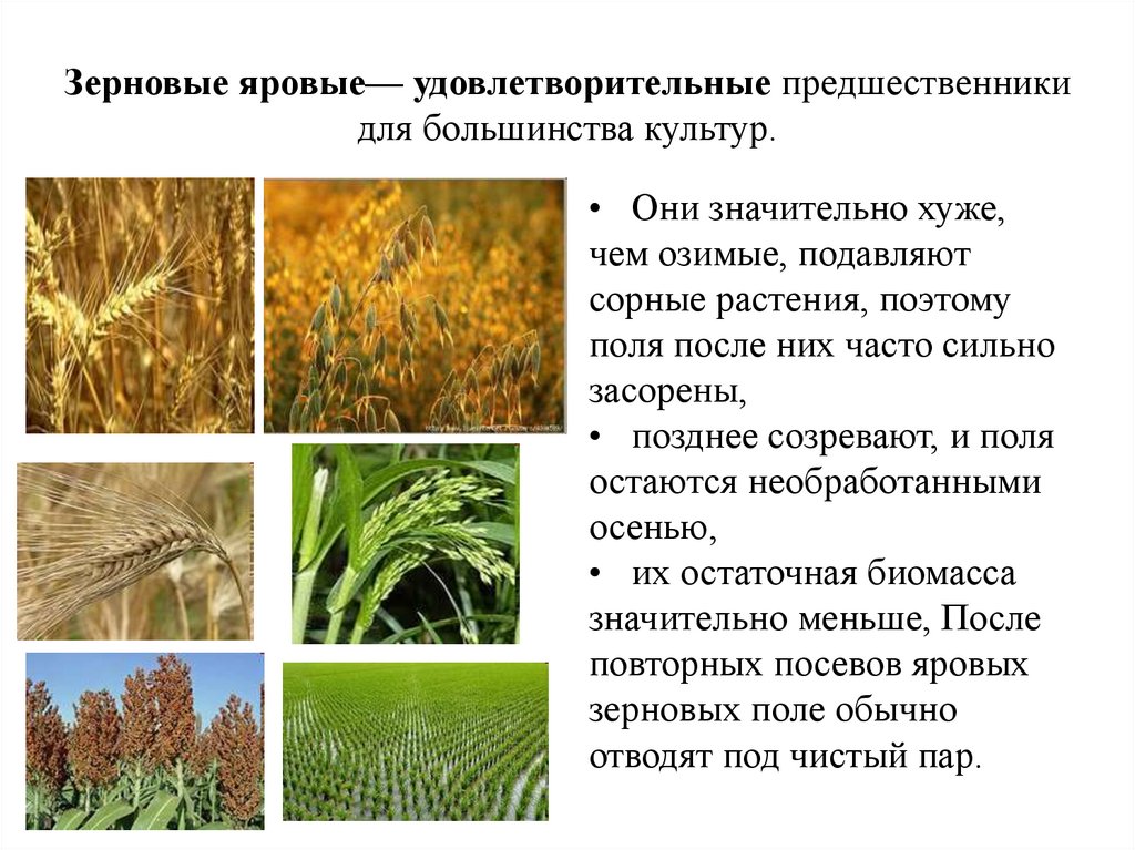 Зерновые яровые— удовлетворительные предшественники для большинства культур.