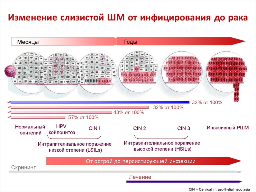 Впч 31 типа у женщин что это