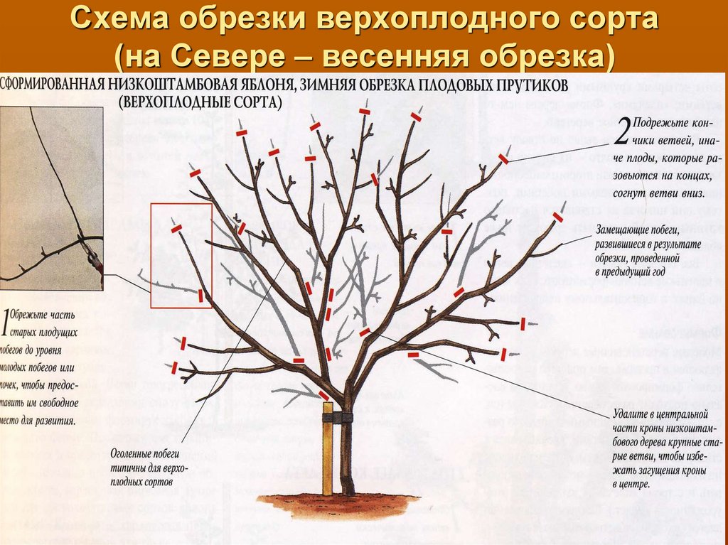 В питомнике растут саженцы вишни груши яблони и сливы на диаграмме слева показано число