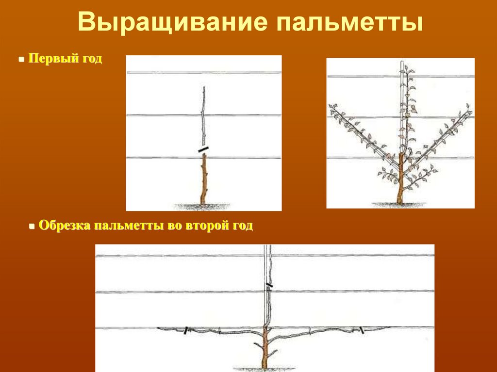 Обрезка веретено схема